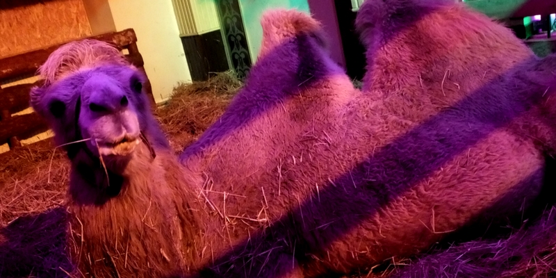 Pasterka w Kościele św. Stanisława Kostki